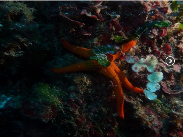  bajando a ver las estrellas de nuevo 